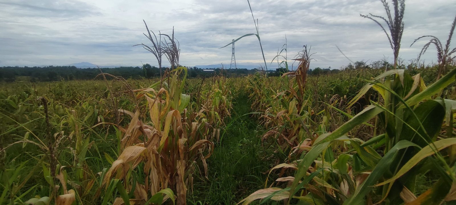 Tanaman Jagung di Bantar Panjang masuk tahap Evaluasi, Kapolresta Tangerang: Faktor Curah Hujan yang tinggi dan Karakteristik Tanah.